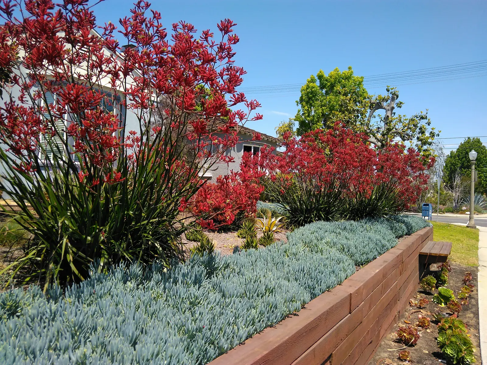 Raised Planter Front Landscape — completed view 3