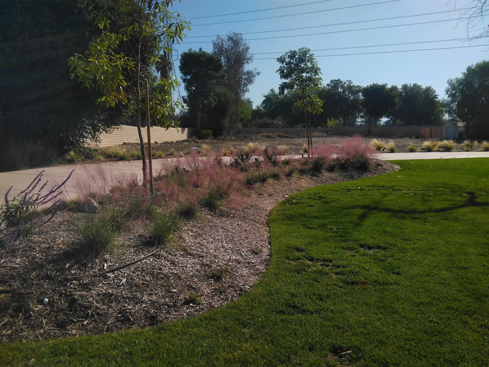 A manicured lawn with a curved border leading into a mulched landscape bed filled with ornamental grass and young trees.
