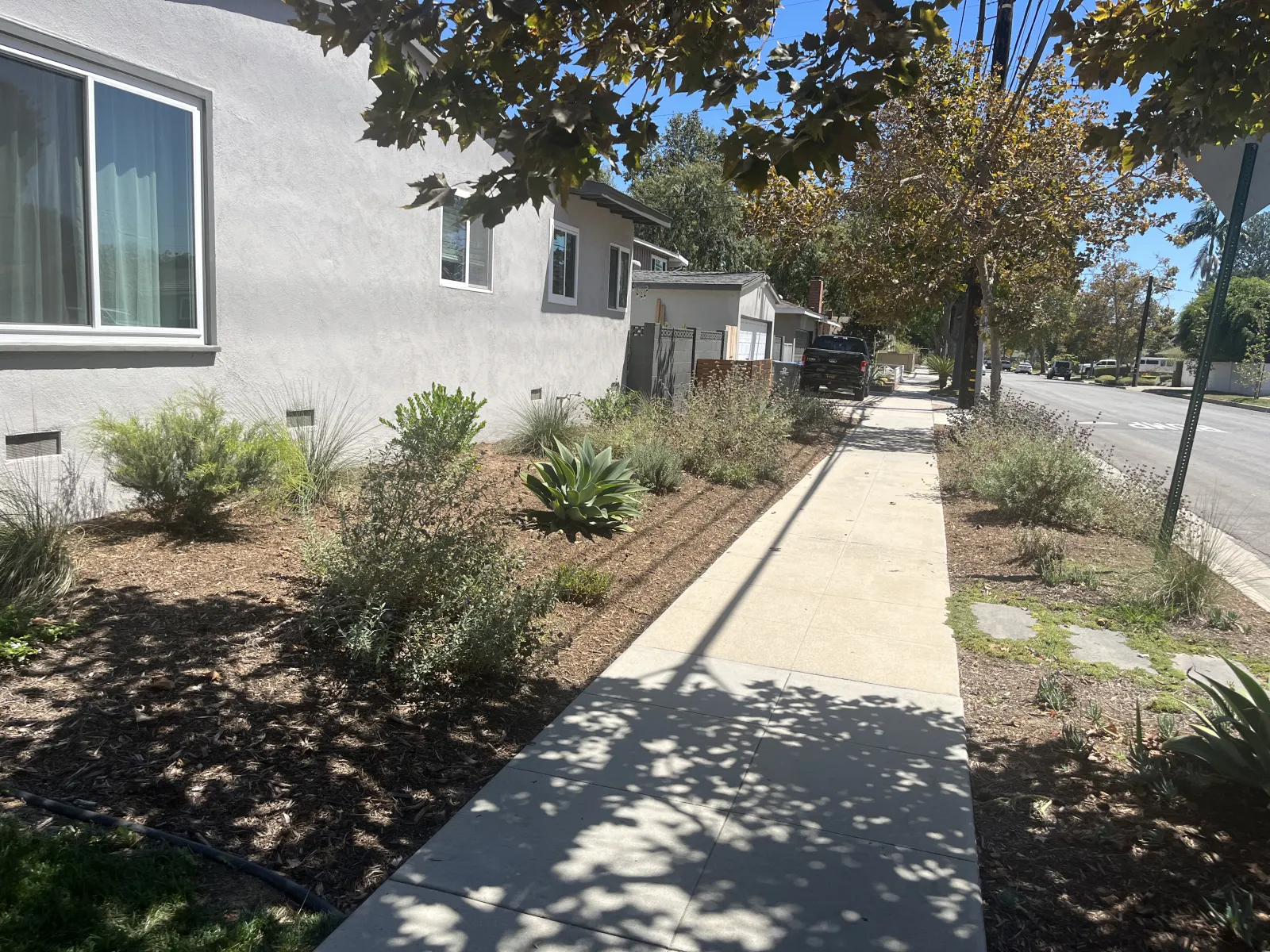 A concrete sidewalk flanked by drought-tolerant planting beds with wood mulch.
