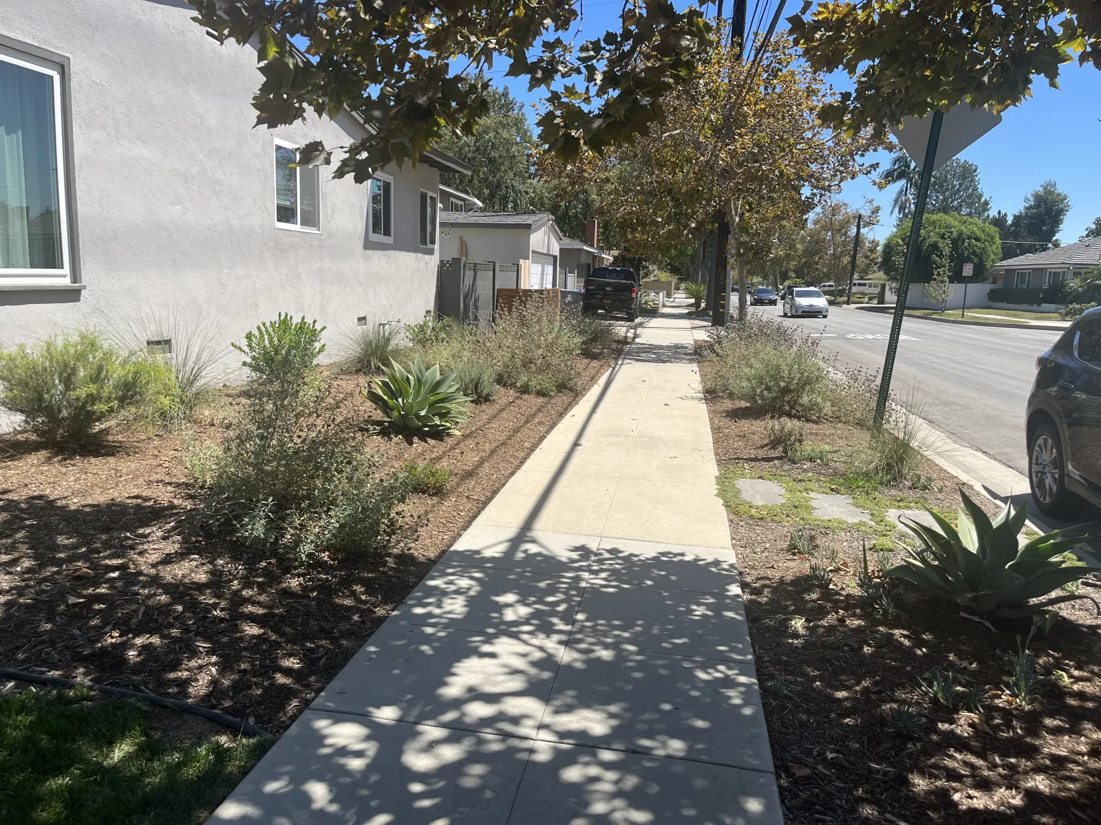 A concrete public sidewalk lined with mulched landscape beds containing drought-tolerant shrubs and trees.